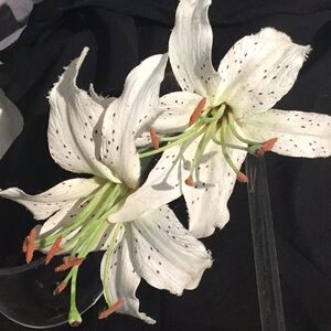 Karin’s Garden White Tiger Lily Hair Jaw, NEW.